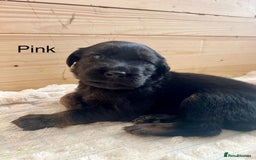 Mixed Breed dogs for sale: Golden Retriever/ German Shepherd puppies  - Image 4
