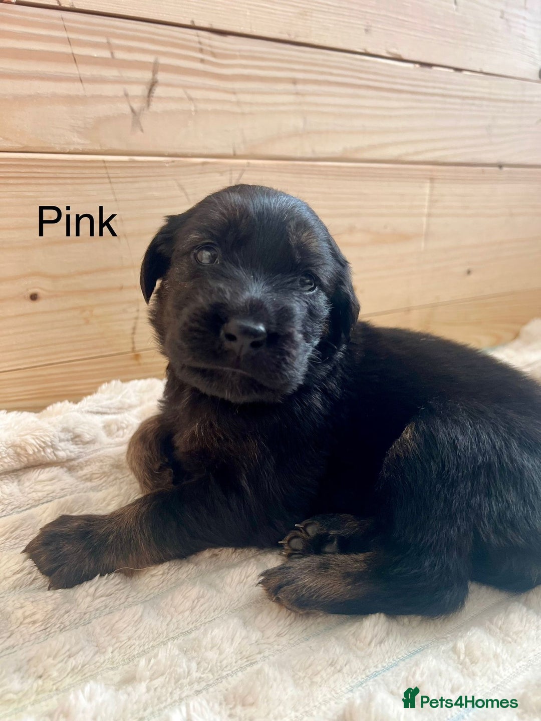 Mixed Breed dogs for sale: Golden Retriever/ German Shepherd puppies  - Image 4