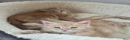 Maine Coon cats for sale: Beautiful little of Maine Coon kittens  - Advert 3