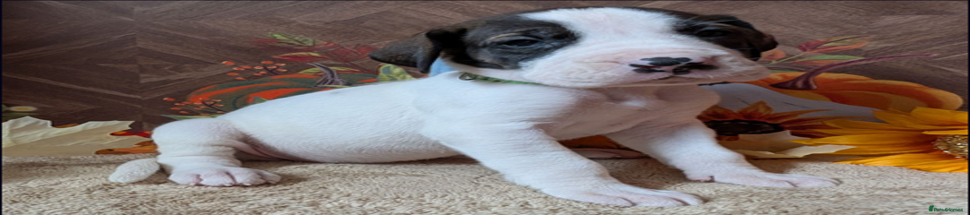 Great Dane Puppy 5 ( Female )