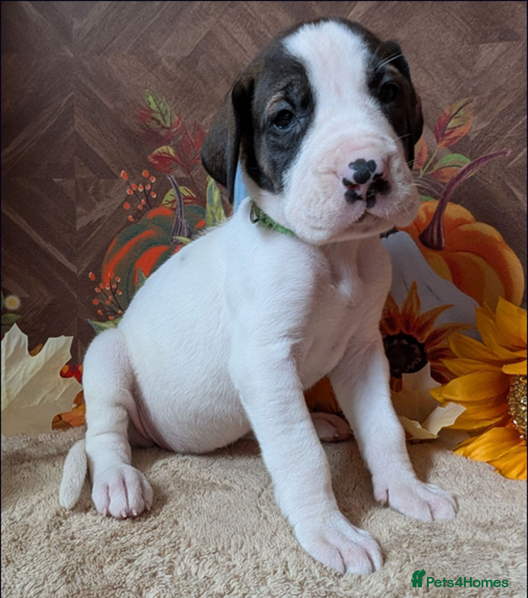 Great Dane dogs for sale:  Beautiful Great Dane Pups-Ready for Forever Homes - Image 18