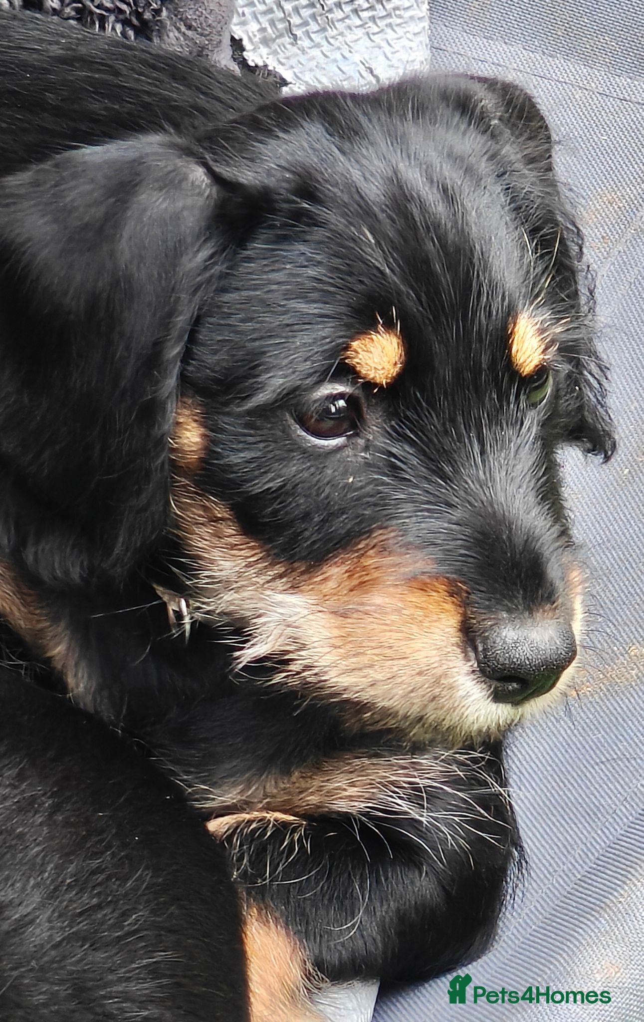 Mixed Breed dogs Daschund X Schnauzer puppies  - Advert 1