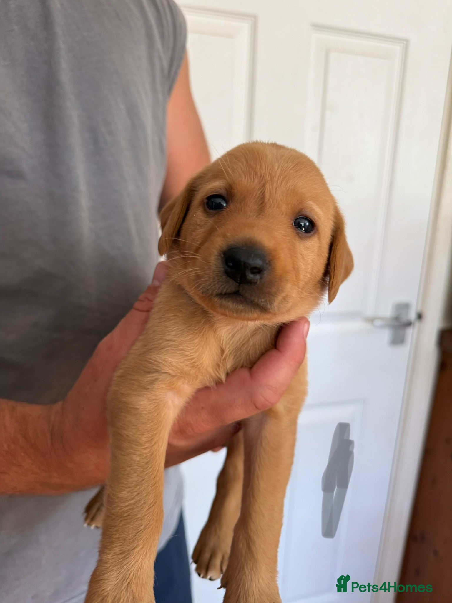 Labrador Retriever dogs Beautiful fox red Labrador puppies  - Advert 2