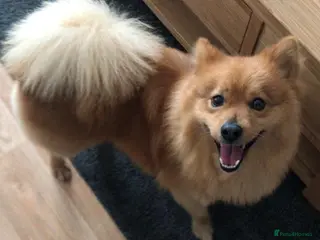 Mixed Breed dogs ๐ DEXTER๐: active, playful Pomeranian Cross - Advert 2