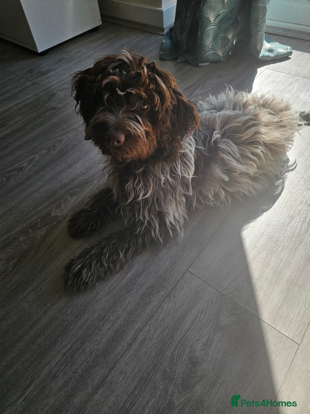 Cockapoo dogs for sale: Cockapoo F1 puppy - Image 5