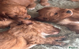 Cavapoo dogs for sale: King Charles Cavalier x Cavapoo - Image 13