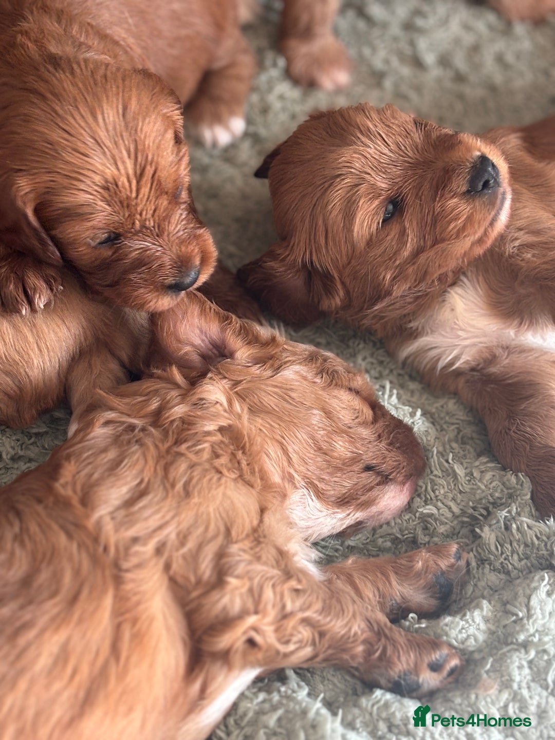 Cavapoo dogs for sale: King Charles Cavalier x Cavapoo - Image 13