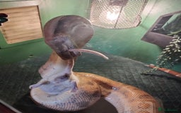 Boa Snake reptiles for sale: Short tailed boa and full setup - Image 4