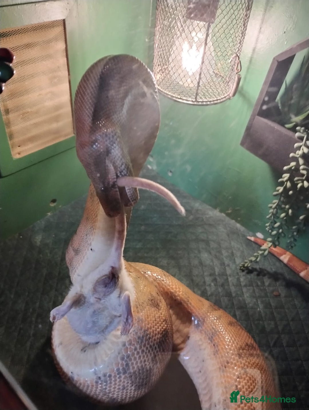 Boa Snake reptiles for sale: Short tailed boa and full setup - Image 4