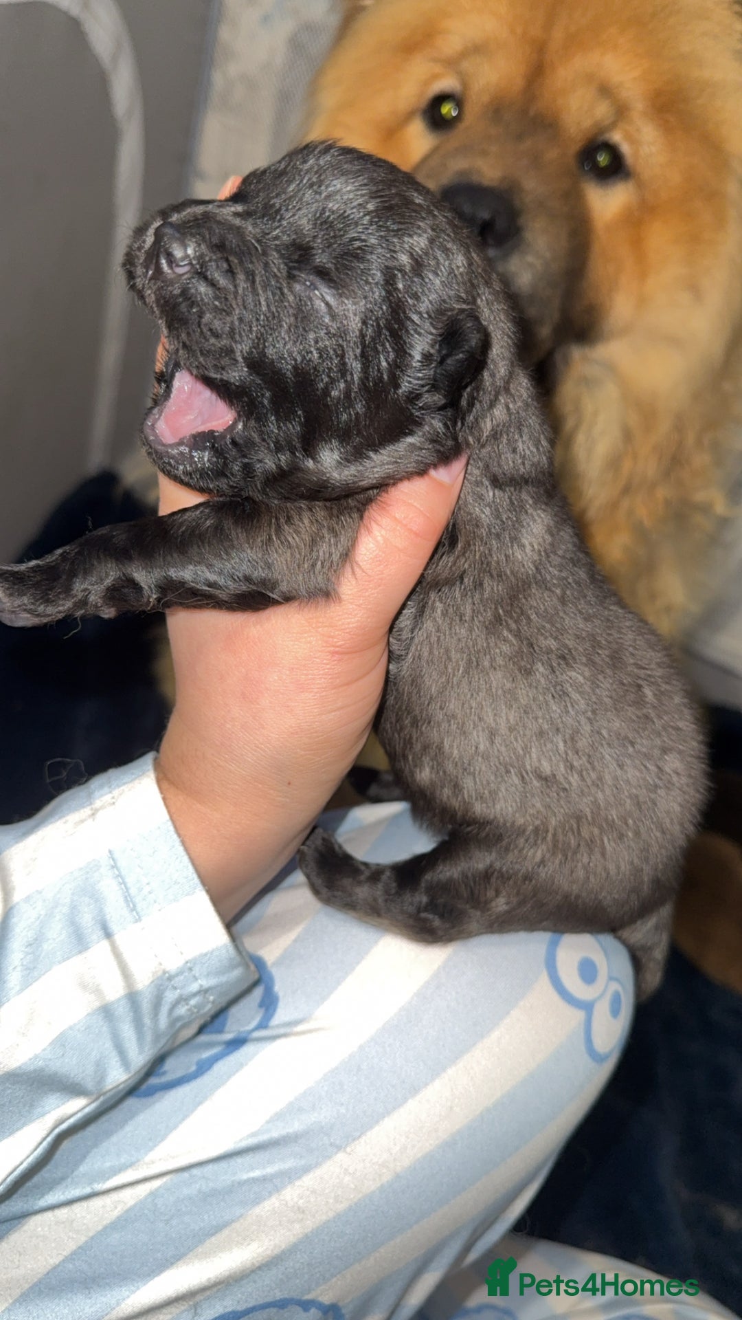 Chow Chow dogs for sale: Chow chow puppies  - Advert 25