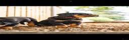 Rottweiler dogs for sale: 🐾 KC Registered Rottweiler Puppies for sale in Huddersfield - Advert 21