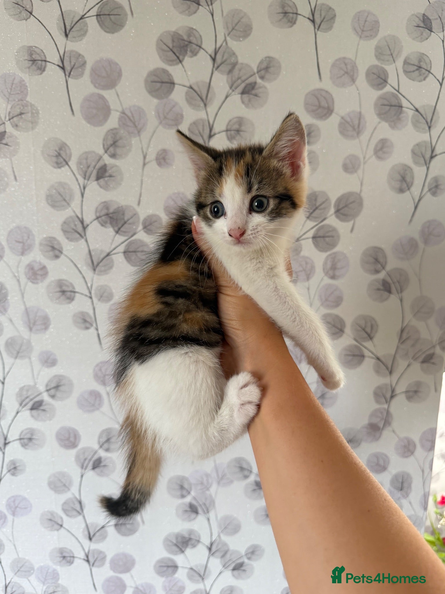 Mixed Breed cats Beautiful Fluffy Calico kittens - Advert 4
