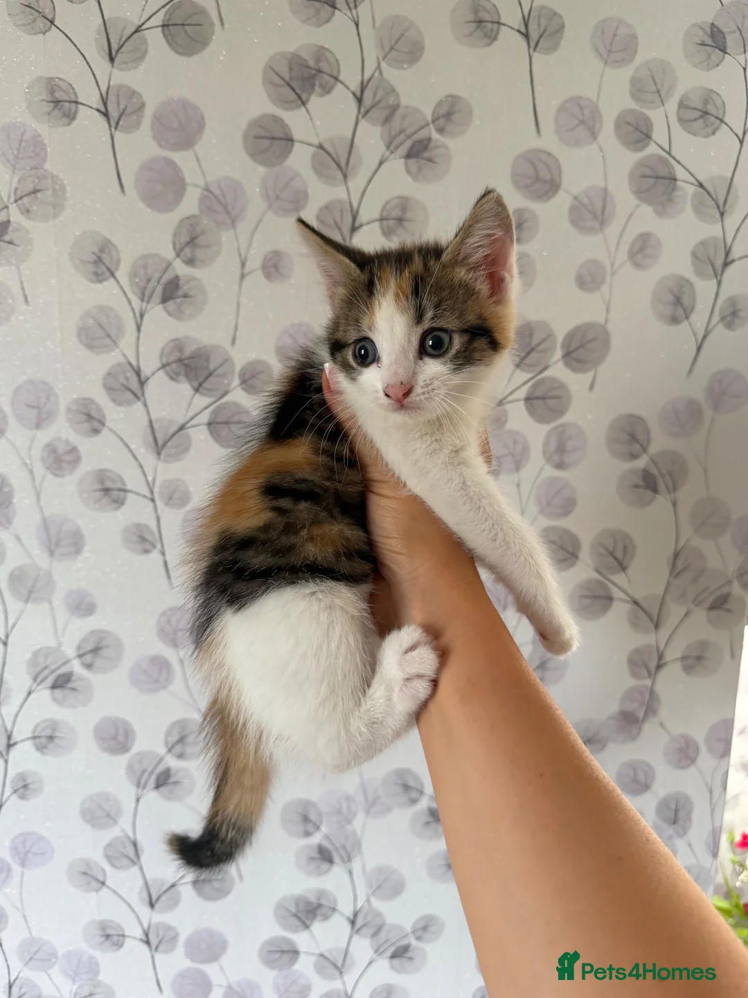 Mixed Breed cats for sale: Beautiful Fluffy Calico kittens in Wellingborough - Advert 2
