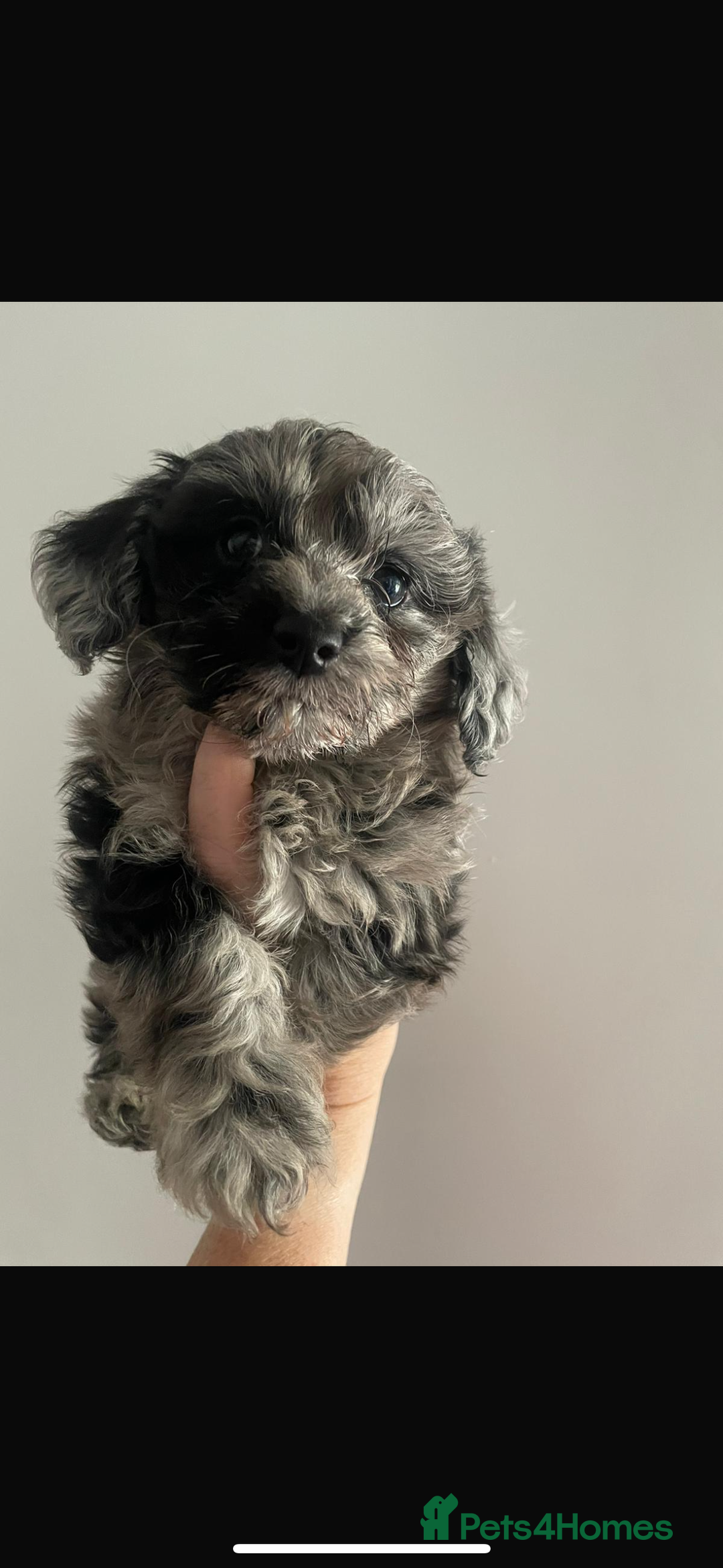 Maltipoo dogs for sale: Maltipoo ** merle ** size  - Image 4