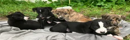 Whippet dogs for sale: 6 STUNNING WHIPPET PUPPIES - Advert 10