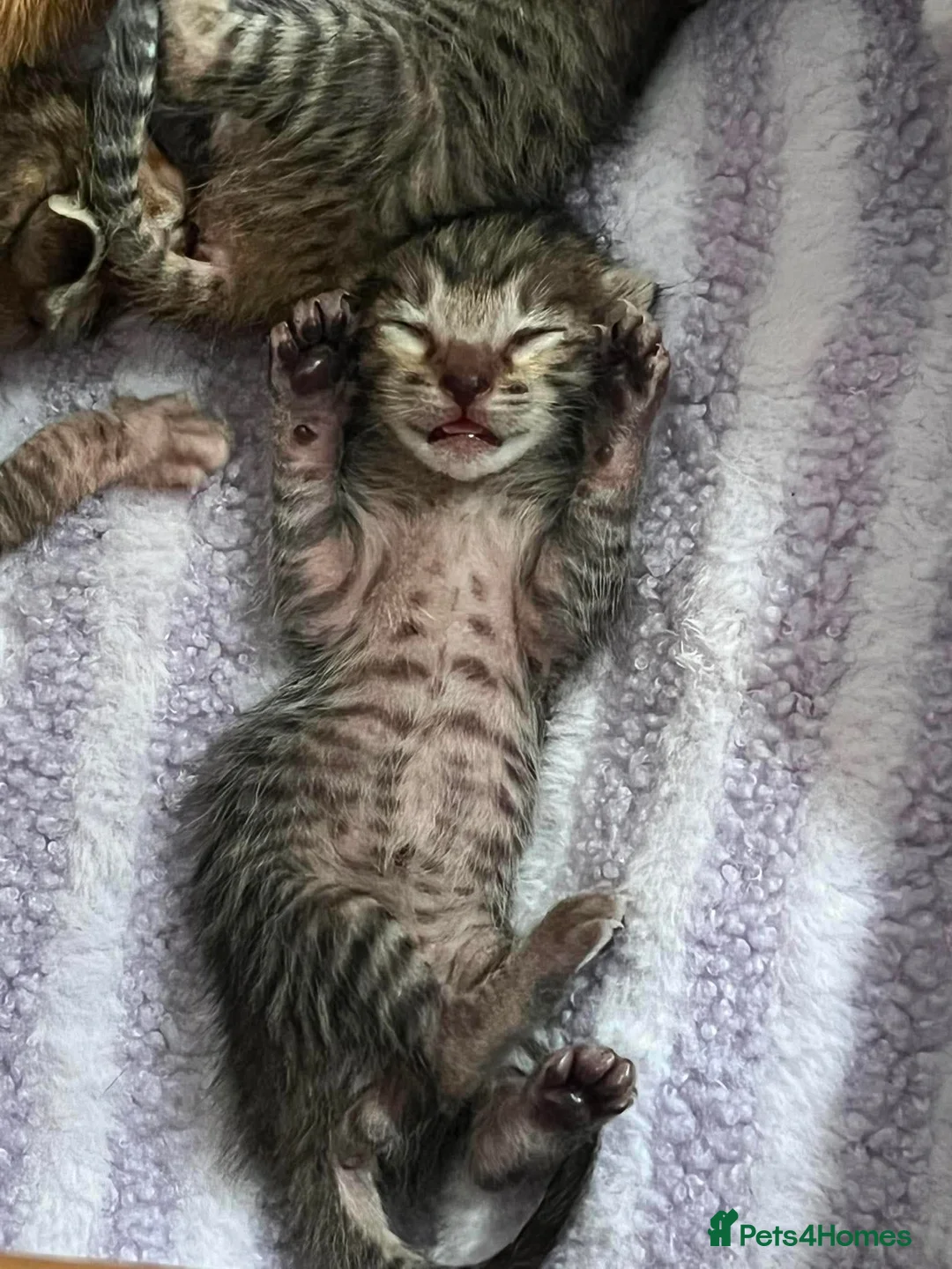 Oriental cats for sale: Oriental x Bengal kittens (Serengeti) in Chelmsford - Advert 1