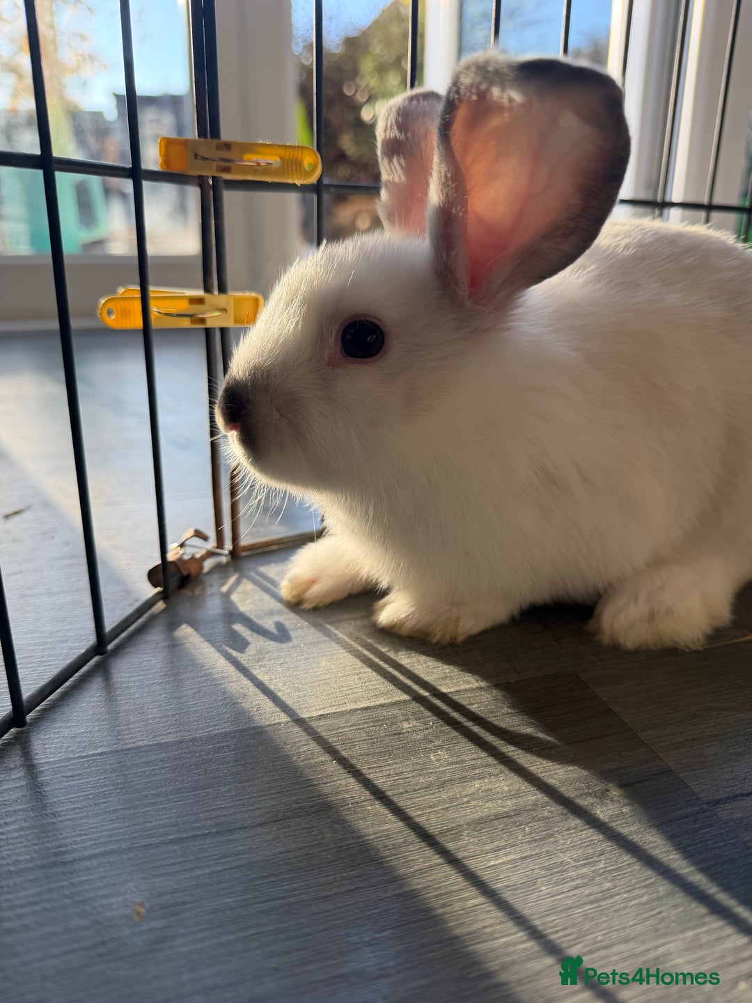 Mixed Breed rabbits for sale: Baby male rabbits  - Advert 4