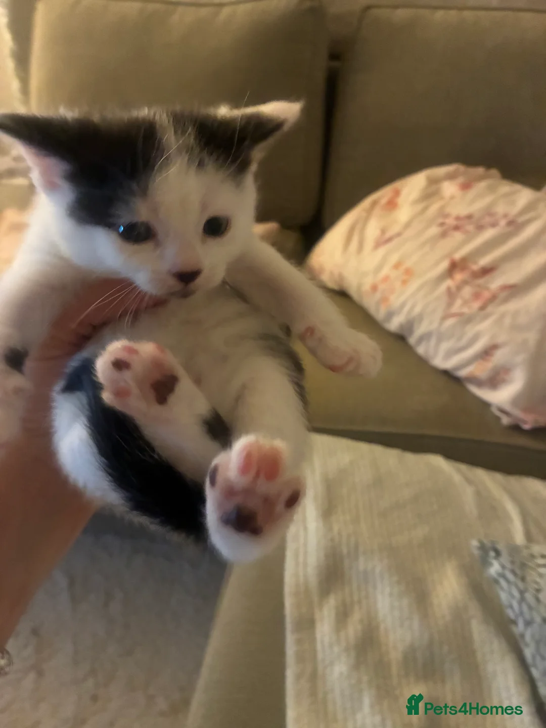 Turkish Angora cats for sale: Beautiful Turkish angora kitten  - Advert 9