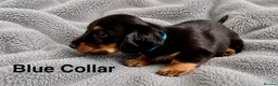 Miniature Dachshund dogs for sale: Last Male left - Miniature Dachshund Puppies - Advert 5