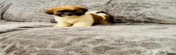 Malshi dogs for sale: Shih tzu x Maltese (Malchi) puppies for sale  - Advert 1