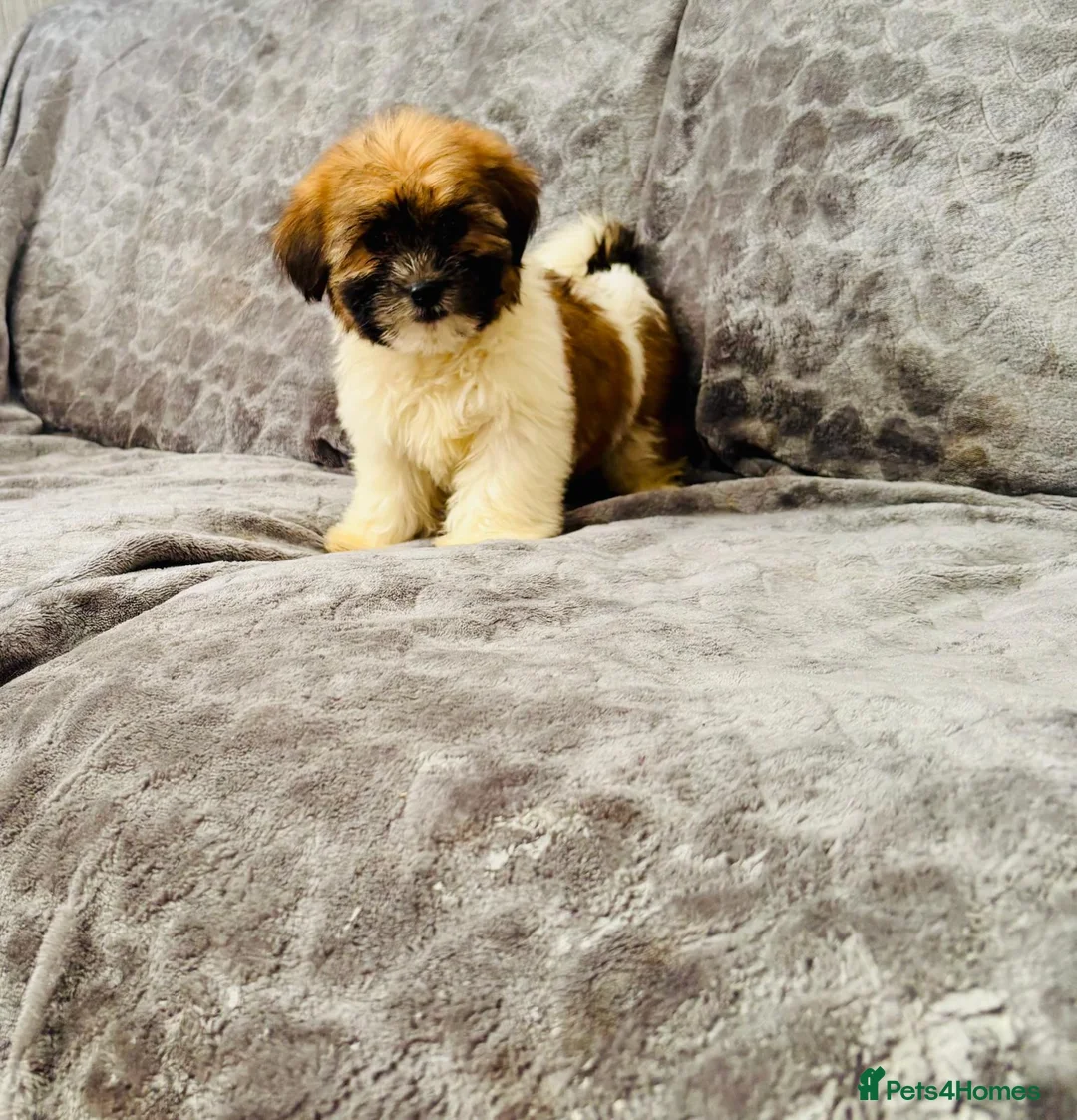Malshi dogs for sale: Shih tzu x Maltese (Malchi) puppies for sale  - Advert 1