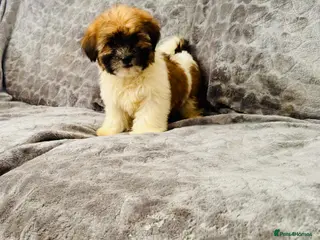 Malshi dogs Shih tzu x Maltese (Malchi) puppies for sale - Advert 5