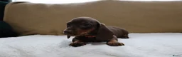 Dachshund dogs for sale: 6 adorable dachshund puppies available  - Advert 8
