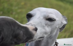 Mixed Breed dogs for sale: Italian Greyhound x Whippet puppies - Image 4