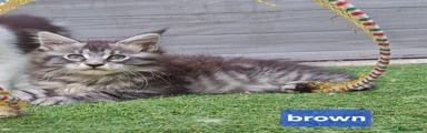 Maine Coon 3