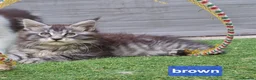 Maine Coon cats for sale: Maine Coon and mix Maine coon - Advert 5