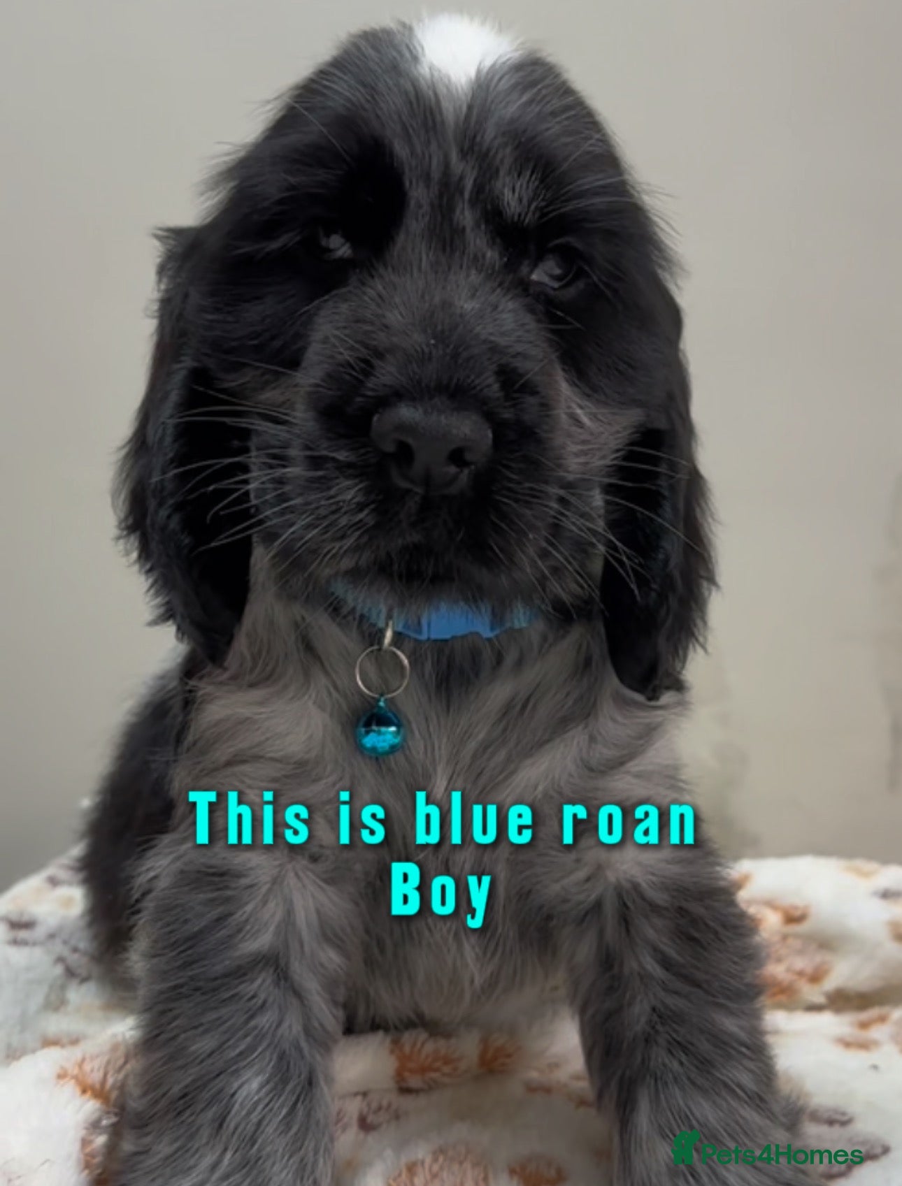 Cocker Spaniel dogs Ready to go now Show cocker spaniel for sale - Advert 1