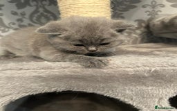 British Shorthair cats for sale: Stunning British shorthair kittens - Image 11