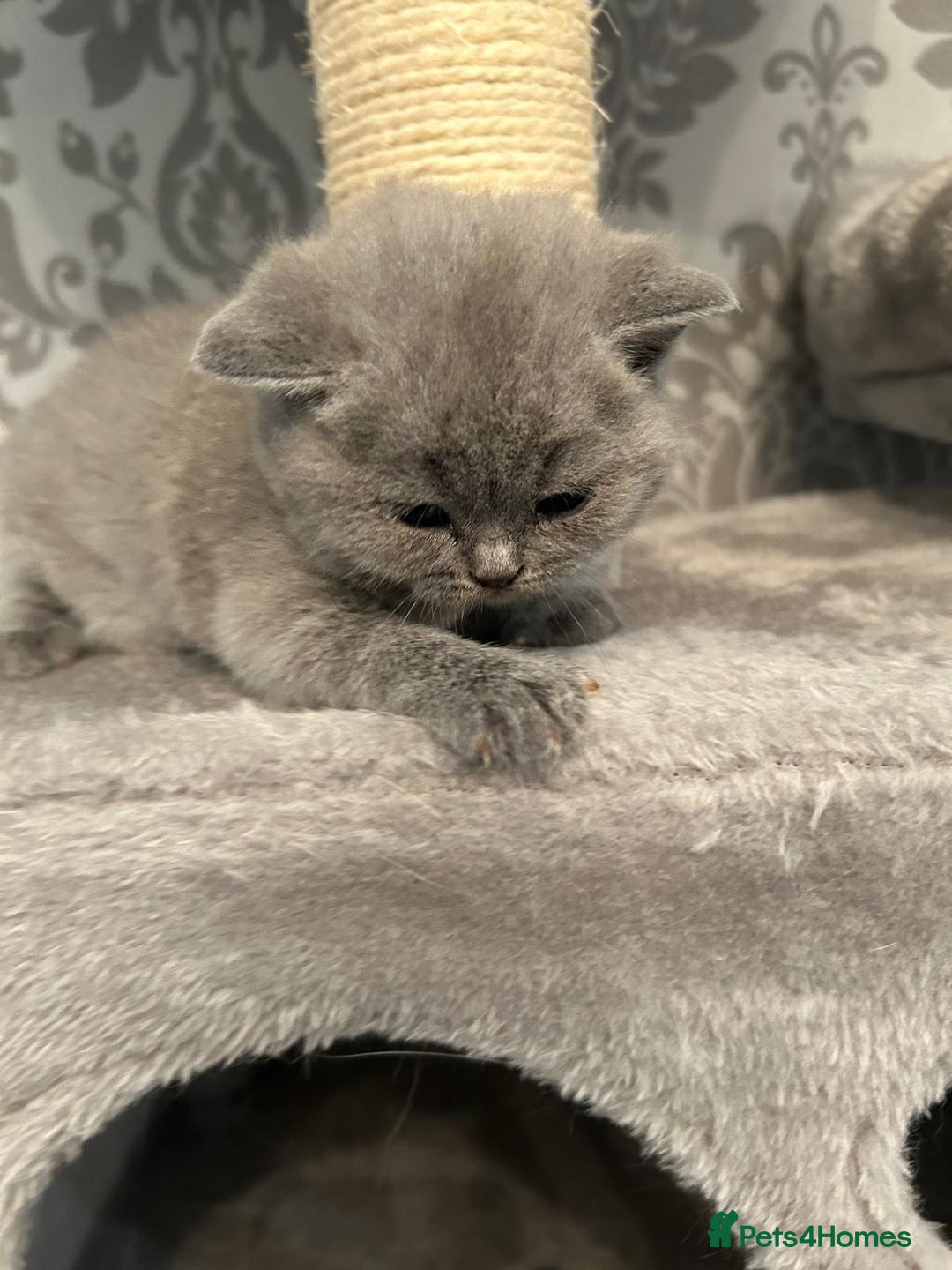 British Shorthair cats for sale: Stunning British shorthair kittens - Image 11