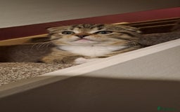 Scottish Fold cats for sale: Scottish fold/straight kittens  - Image 8