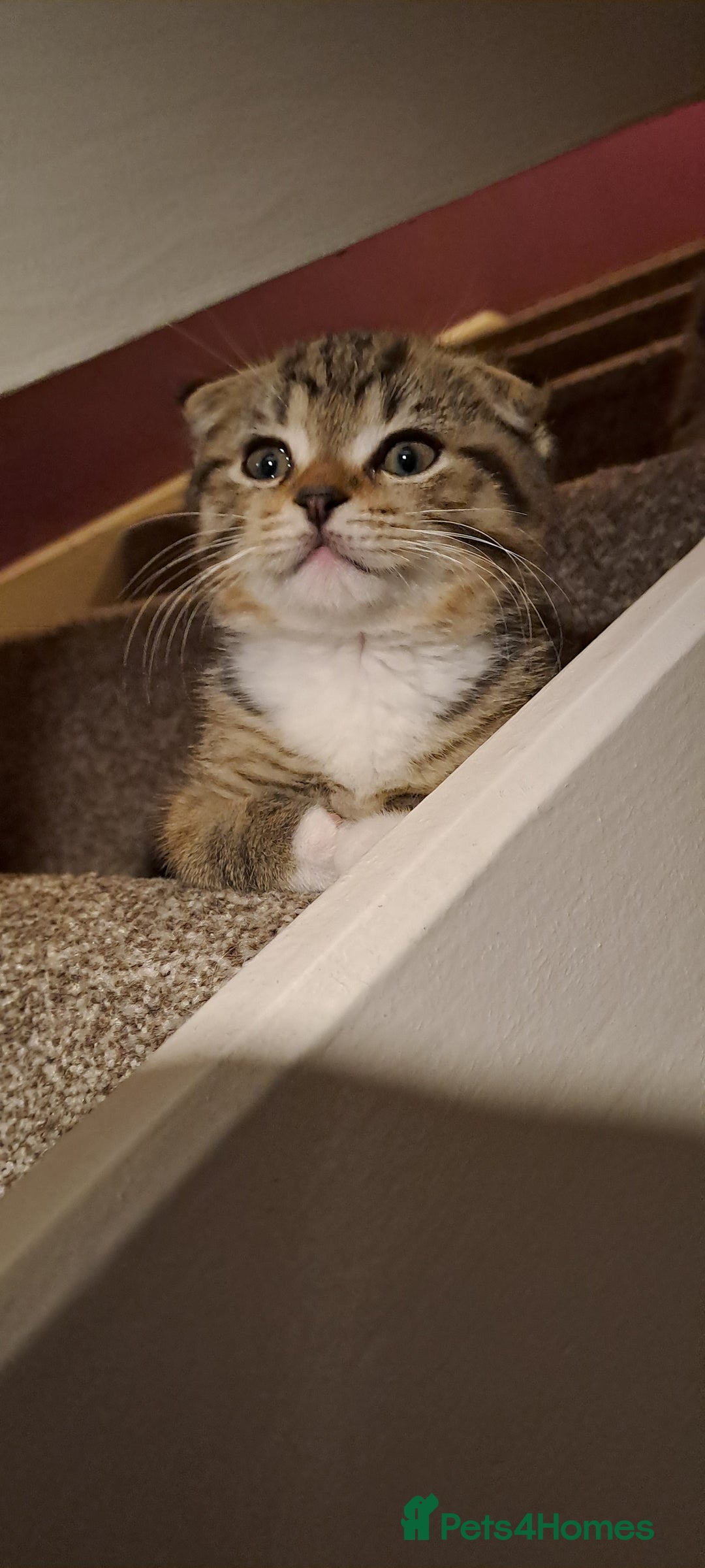 Scottish Fold cats for sale: Scottish fold/straight kittens  - Image 8