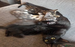 Mixed Breed cats for sale: Mixed litter of kittens - Image 2