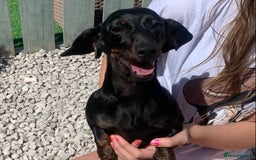 Dachshund dogs for sale: Two beautiful sisters miniature dachshunds  - Image 7