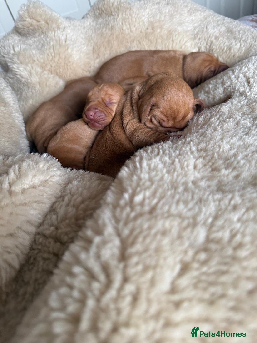 Hungarian Vizsla dogs for sale:  Adorable Vizsla Puppies for Sale🐶😍❤️ - Image 19