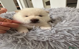 Japanese Shiba Inu dogs for sale: Japanese Shiba Inu puppies - Image 11