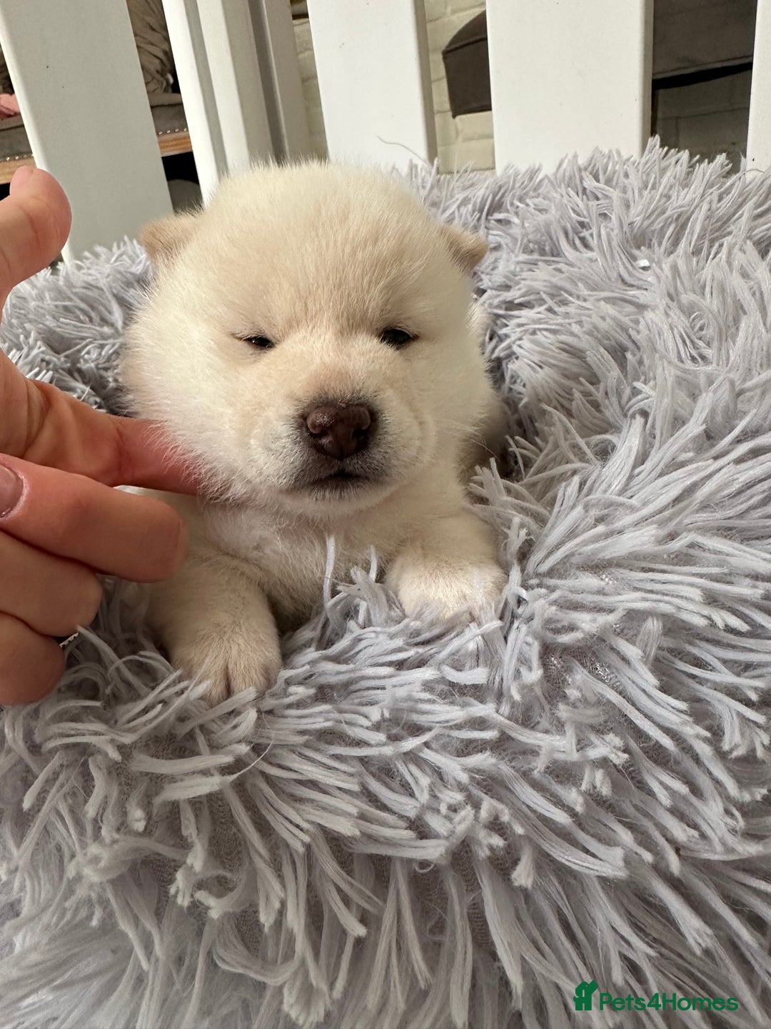 Japanese Shiba Inu dogs for sale: Japanese Shiba Inu puppies - Image 11