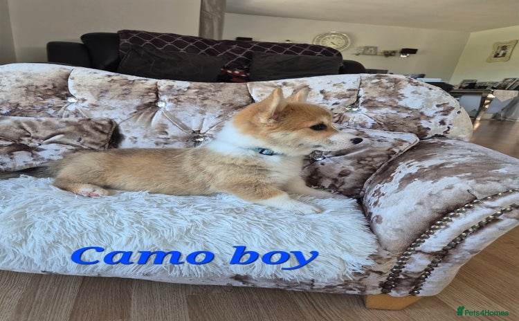 Welsh Corgi Pembroke dogs - Advert 1