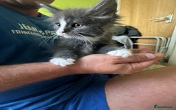 Maine Coon cats for sale: Gorgeous maine coon kittens  - Image 10