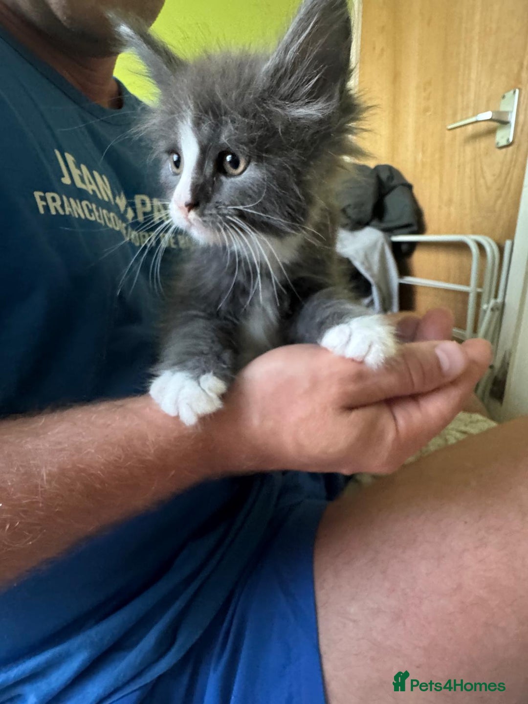 Maine Coon cats for sale: Gorgeous maine coon kittens  - Image 10