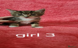 European cats for sale: Kitten  - Image 1