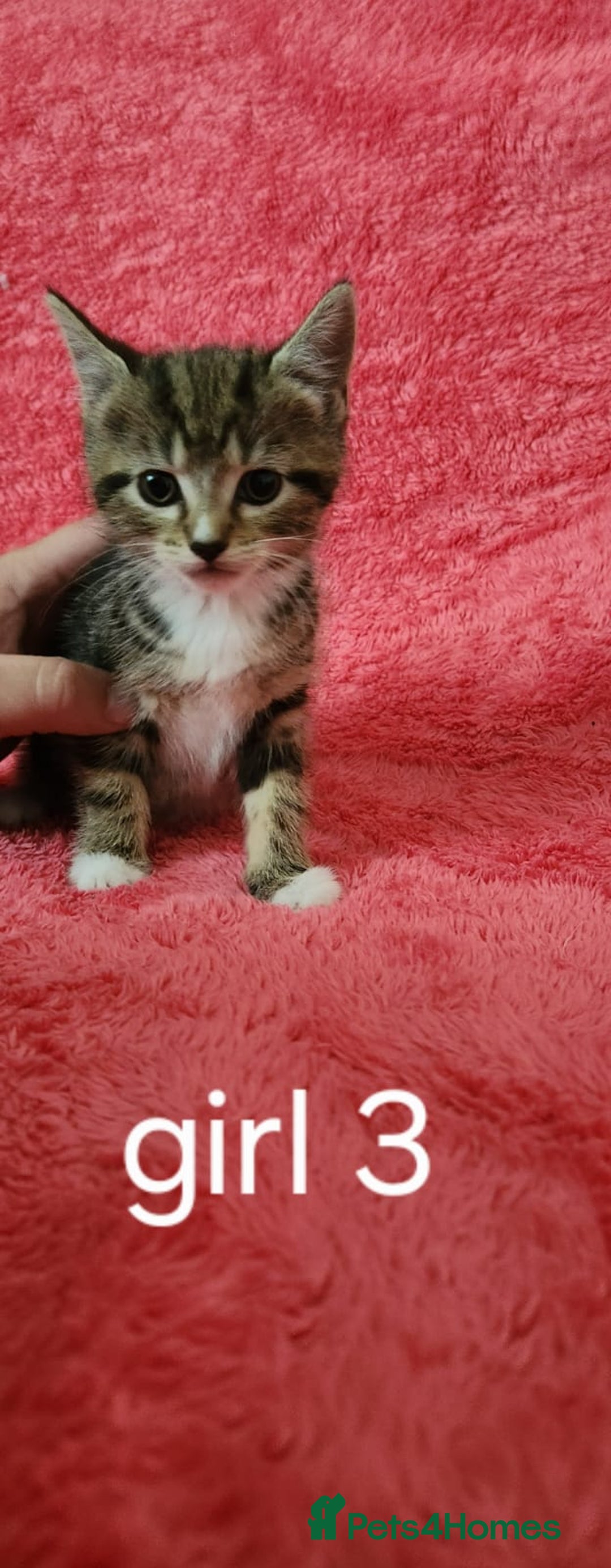European cats for sale: Kitten  - Image 1