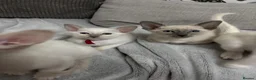 Siamese cats for sale: GCCF registered Siamese kittens in Great Yarmouth - Advert 10