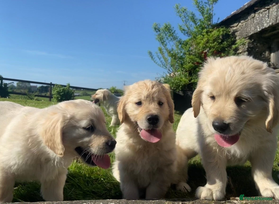 Golden Retriever dogs KC Registered Golden Retriever puppies - Advert 1