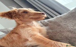 Cocker Spaniel dogs for sale: ⭐️Golden Cocker Girl⭐️ - Advert 2