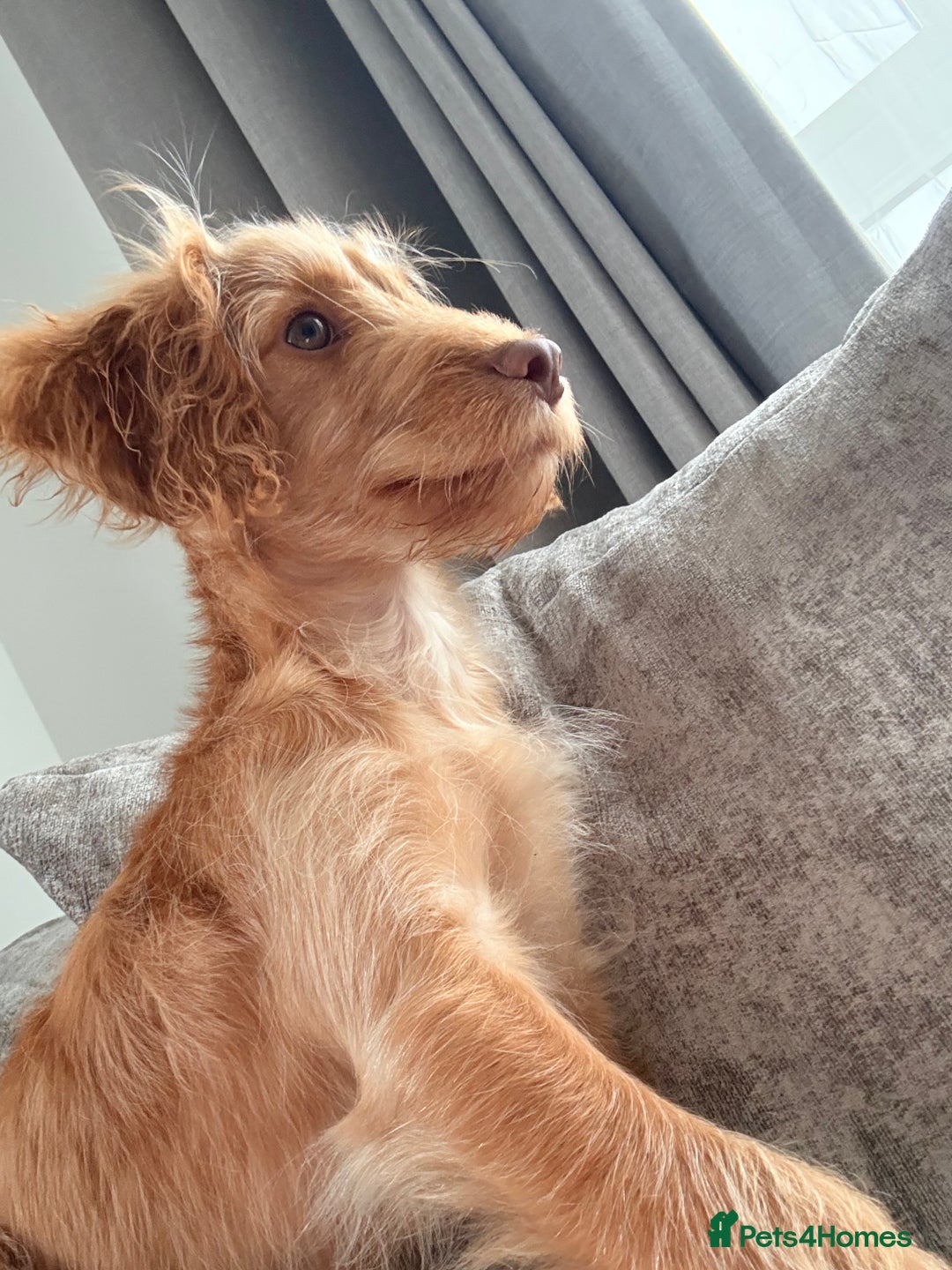 Cocker Spaniel dogs for sale: ⭐️Golden Cocker Girl⭐️ - Advert 2