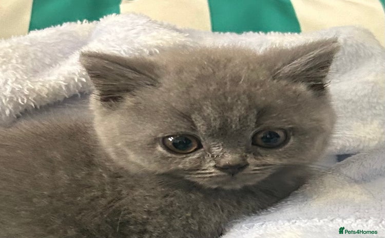 British Shorthair cats - Advert 15